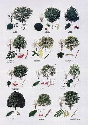 289. Tree Identification - Christina Sinclair: Salty Sam's Fun Blog for ...