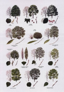 289. Tree Identification - Christina Sinclair: Salty Sam's Fun Blog for ...